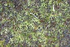 Lepidozia laevifolia