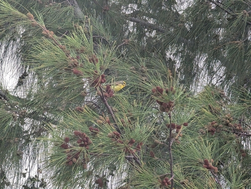 Yellow-fronted Canary