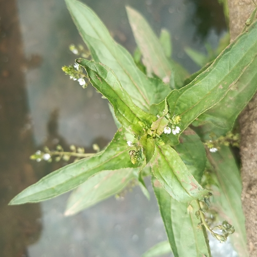 blue water-speedwell