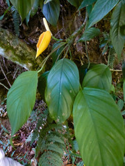 Rhaphidophora decursiva