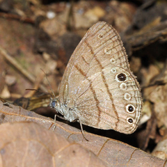 Hermeuptychia sosybius