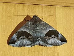 Bastilla solomonensis