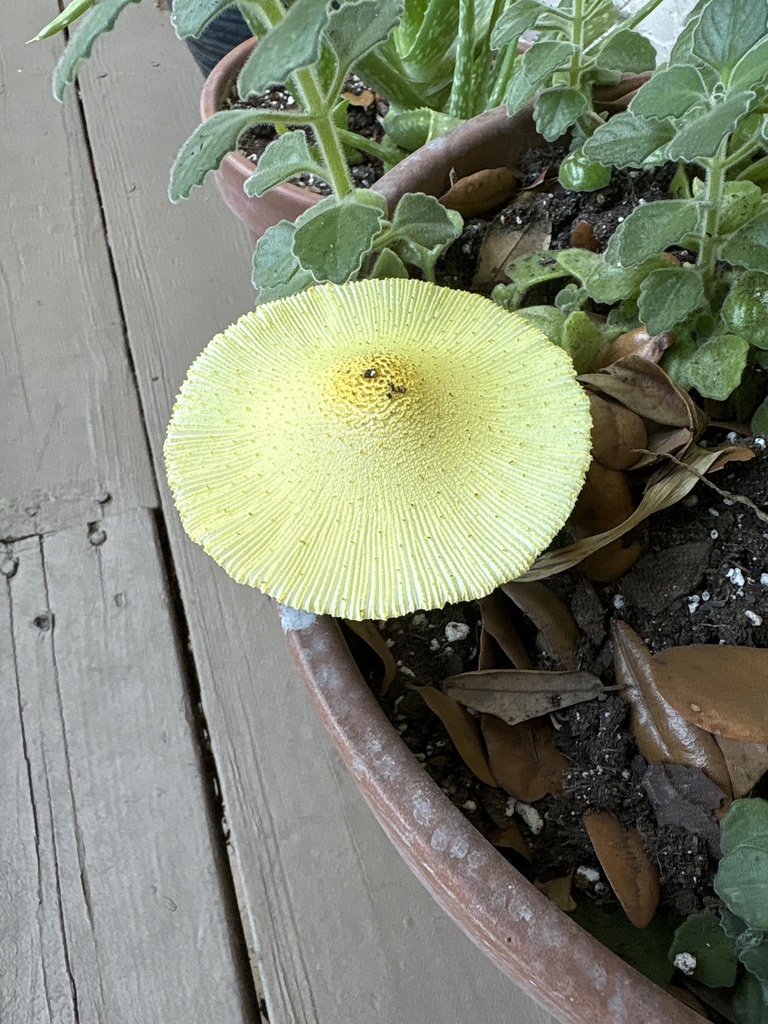 flowerpot parasol · May 2026 · photo: Photo: (c) Yoliany Maceiras, some rights reserved (CC BY) · iNaturalist