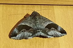 Bastilla solomonensis