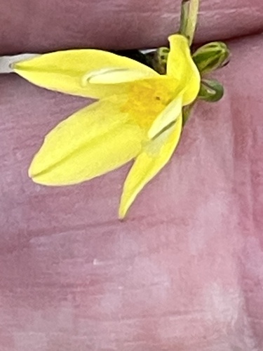 Tricoryne elatior, photograph 6