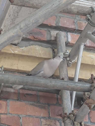 Eurasian Collared-Dove observed by sleeplessfanatic