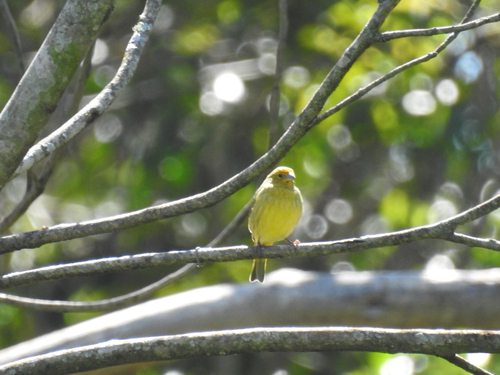 Saffron Finch