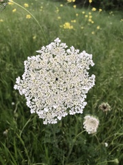 Daucus carota
