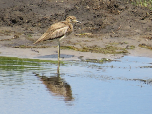 iNaturalist: (c) Adel Liebenberg, some rights reserved (CC BY-NC), uploaded by Adel Liebenberg iNaturalist image