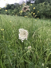 Daucus carota