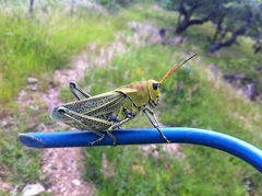 Taeniopoda picticornis