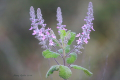 Aloysia macrostachya