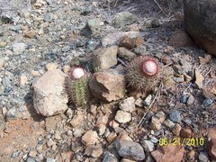 Melocactus harlowii
