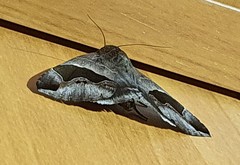 Bastilla solomonensis