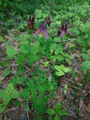 Aquilegia oxysepala