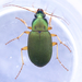 Green Pubescent Ground Beetle - Photo (c) Owen Strickland, some rights reserved (CC BY-NC), uploaded by Owen Strickland