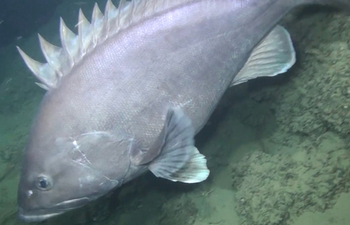 Dogtooth grouper (Epinephelus caninus) — Serranidae