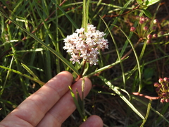 Asclepias michauxii