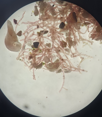 Centroceras clavulatum observed 2026-04-15