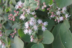 Chromolaena bigelovii