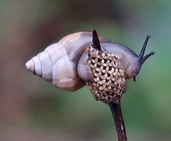 Rabdotus mooreanus image