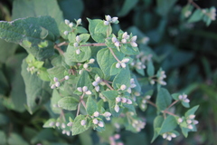 Chromolaena bigelovii