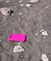 Eretmochelys imbricata