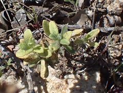 Boechera californica