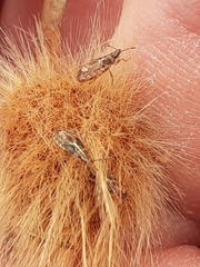 Belonochilus numenius