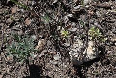 Boechera californica