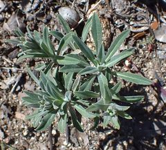 Boechera californica