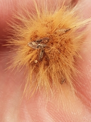 Belonochilus numenius