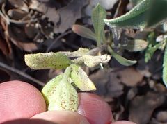 Boechera californica