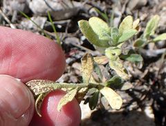 Boechera californica