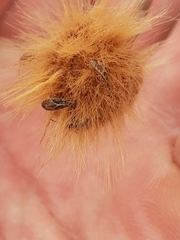 Belonochilus numenius