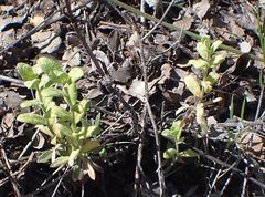 Boechera californica