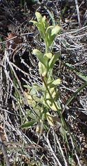 Boechera californica