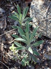 Boechera californica