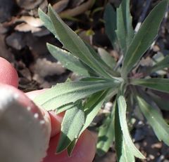 Boechera californica