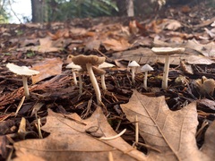 Fungi