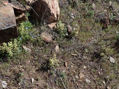 Boechera californica