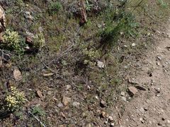 Boechera californica