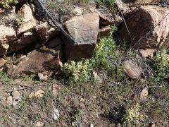 Boechera californica