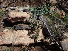 Boechera californica