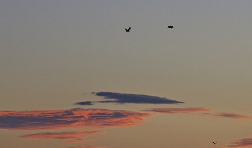 Southern Bald Ibis