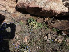 Boechera californica
