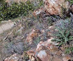 Boechera californica