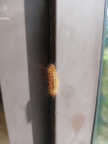 Brown-tail Moth