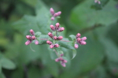 Chromolaena bigelovii