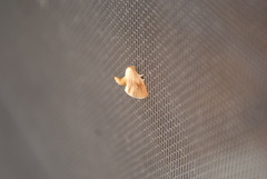 Tortricidia testacea